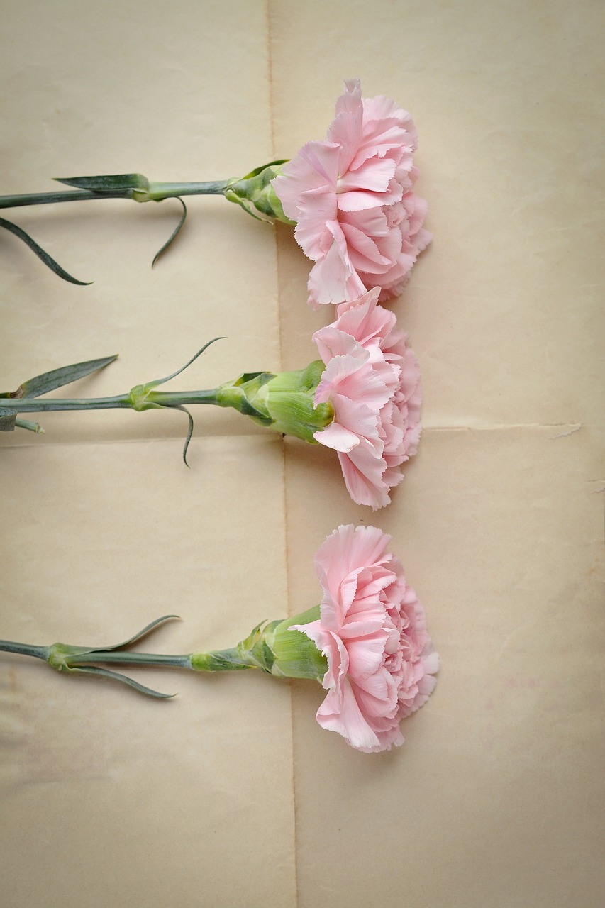 cloves pink carnation pink free photo