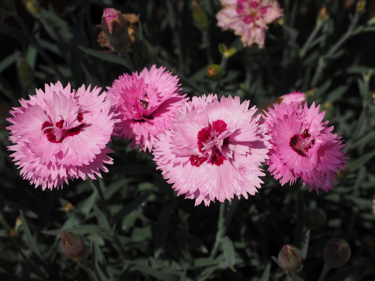 cloves pentecostal-carnation pinnate free photo
