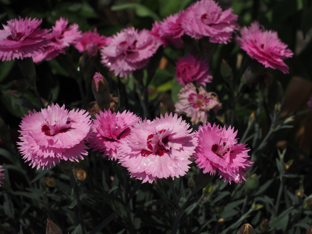 cloves pentecostal-carnation pinnate free photo