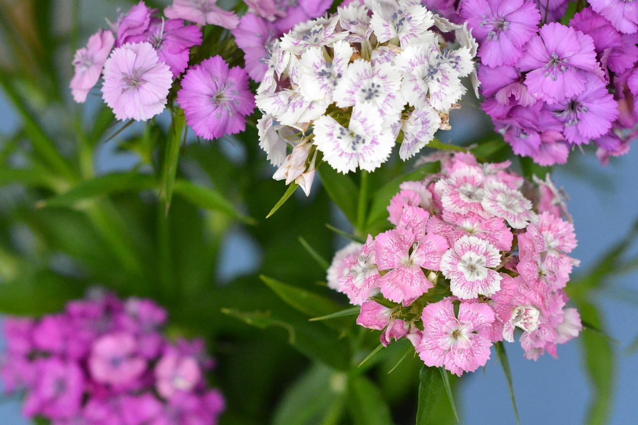 cloves carnation stone flowers free photo