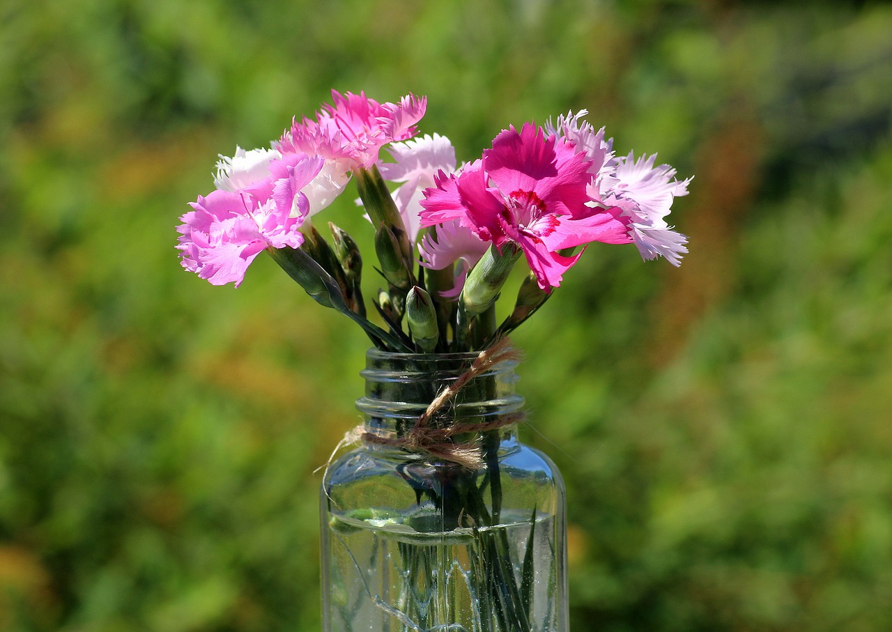 cloves  flowers  pink free photo