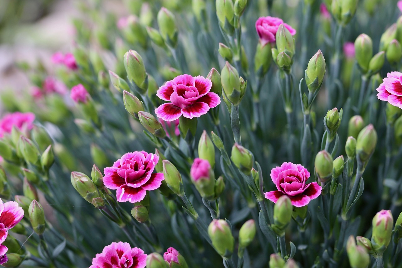 cloves  flower  carnation pink free photo