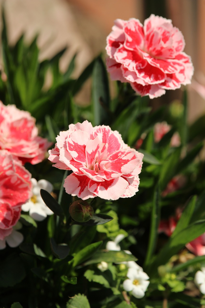 cloves  pink  flowers free photo