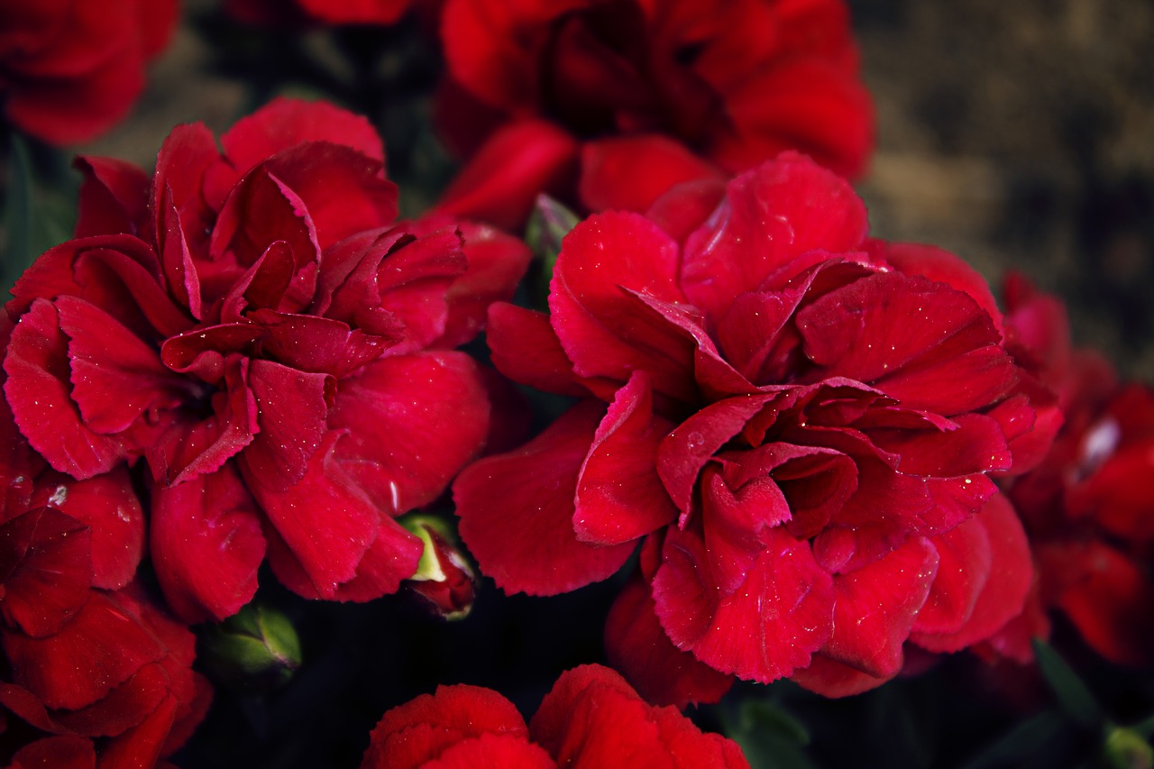 cloves  flowers  red free photo