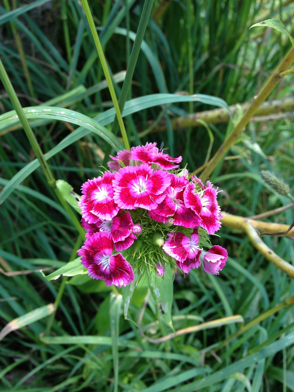 cloves flowers garden free photo