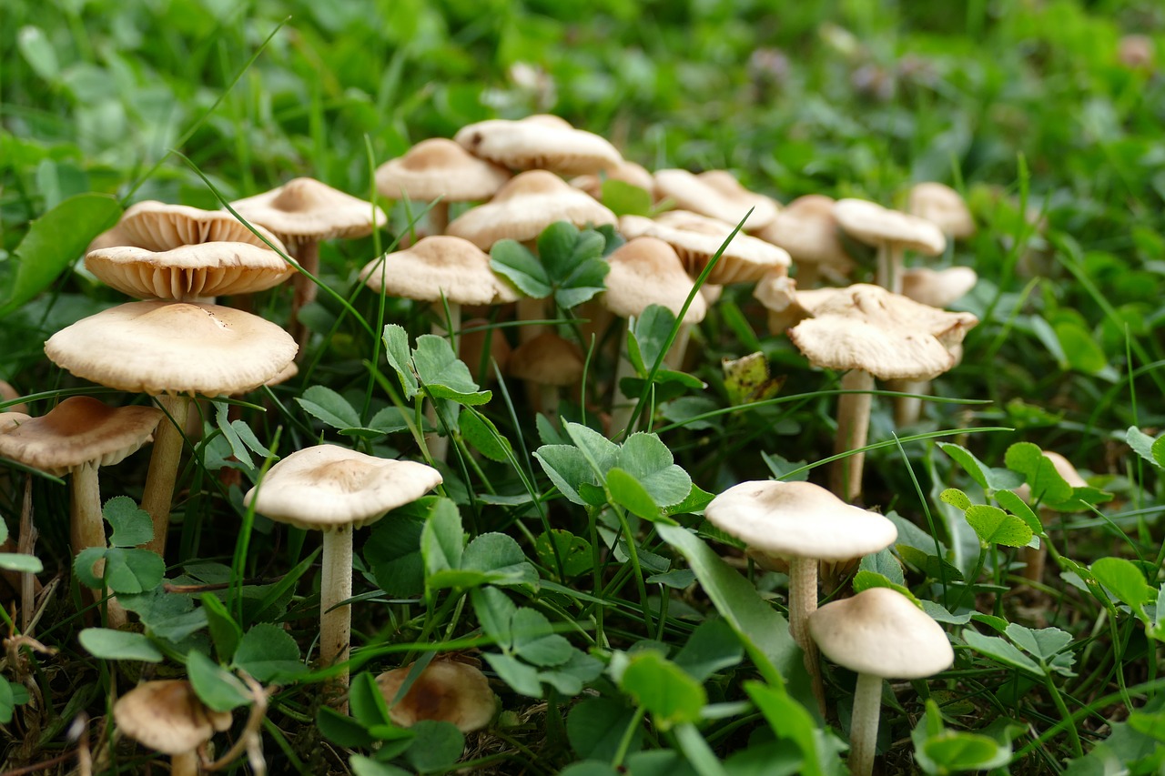 cloves schwindl inge mushrooms forest fruit free photo