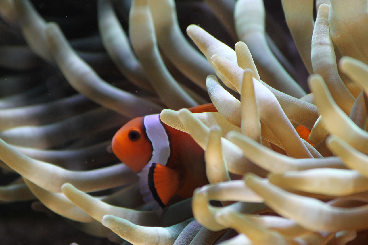 clown anemone fish free photo