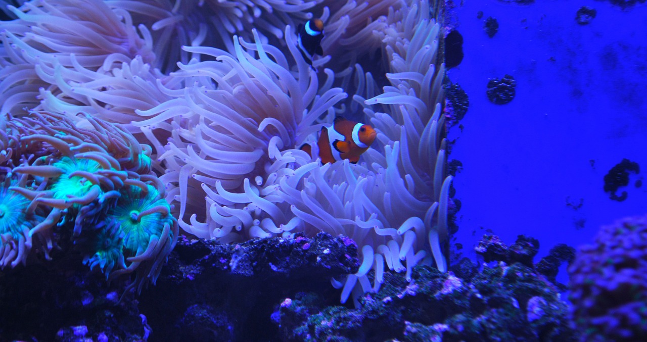 clown fish aquarium coral free photo