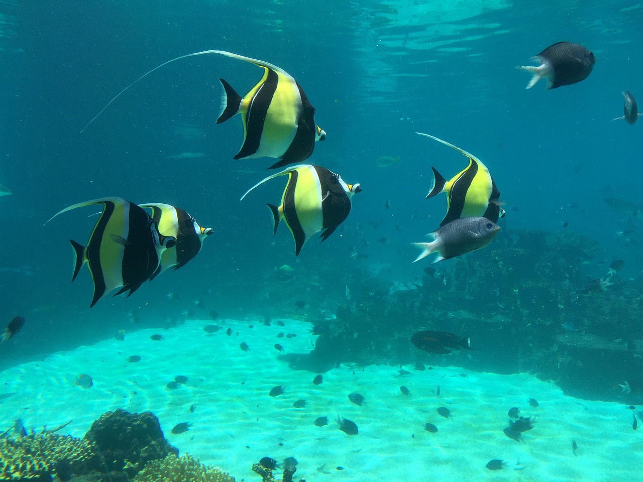 clown fish underwater world blue free photo