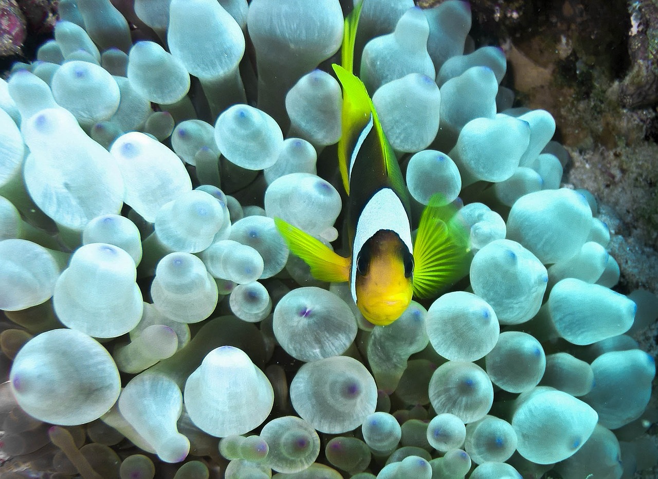 clown fish anemone red sea free photo