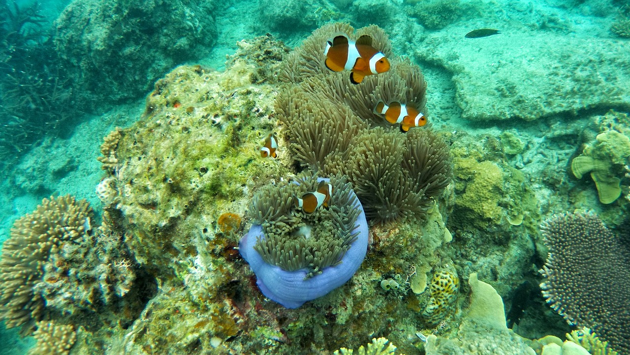 clown fish coral anemone free photo