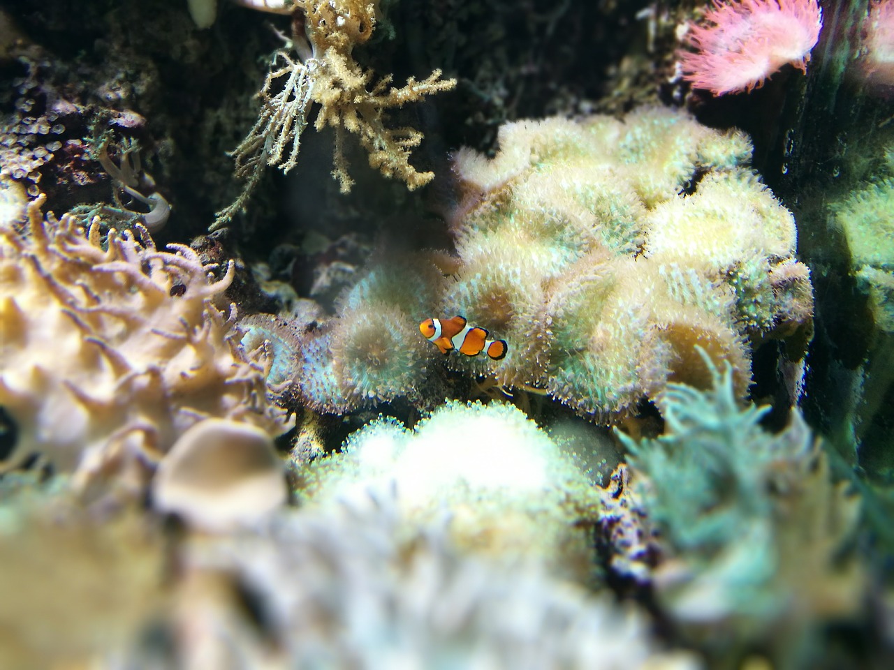 clown fish hellabrunn zoo free photo