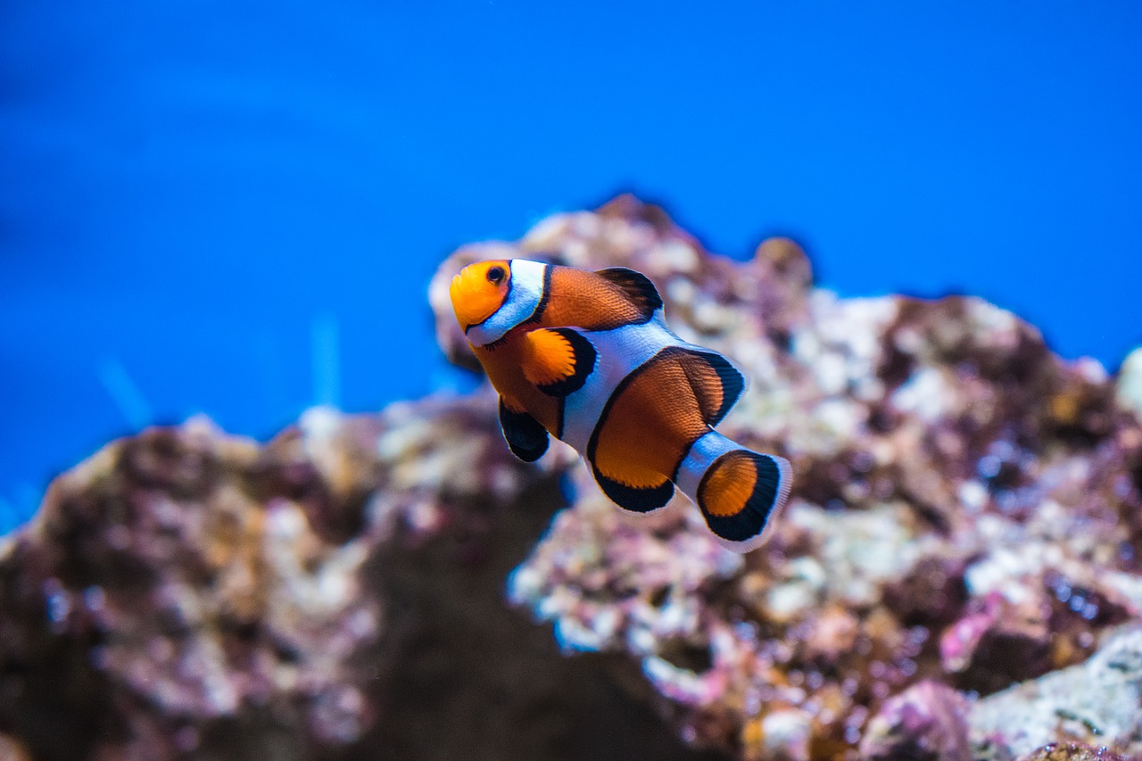 clown fish anemonefish fish free photo