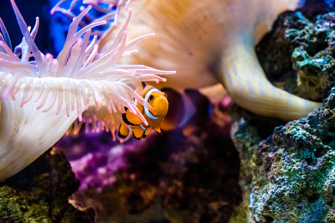 clown fish anemonefish fish free photo