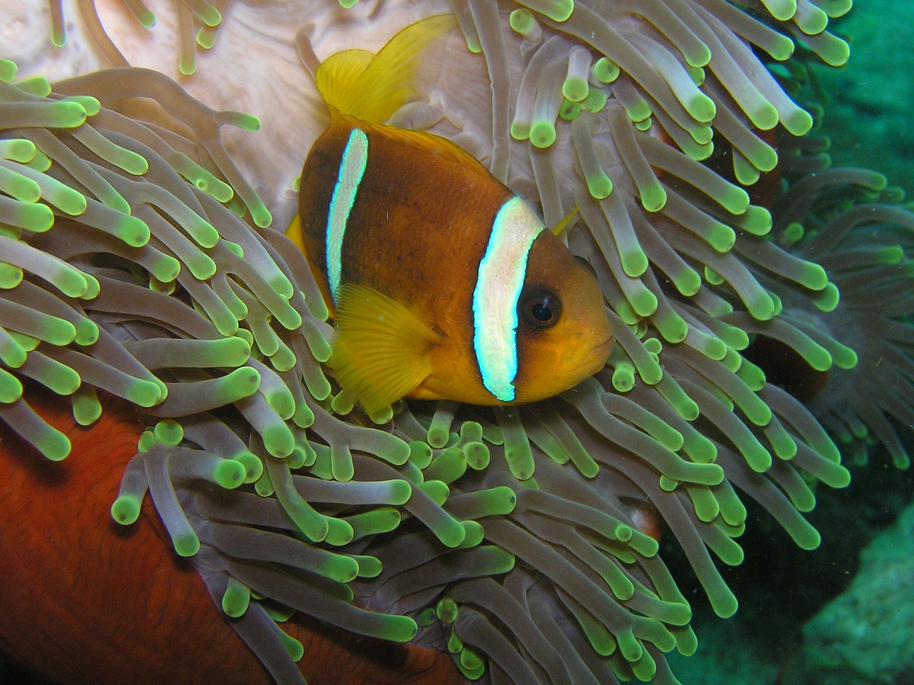 clown fish diving eritrea free photo
