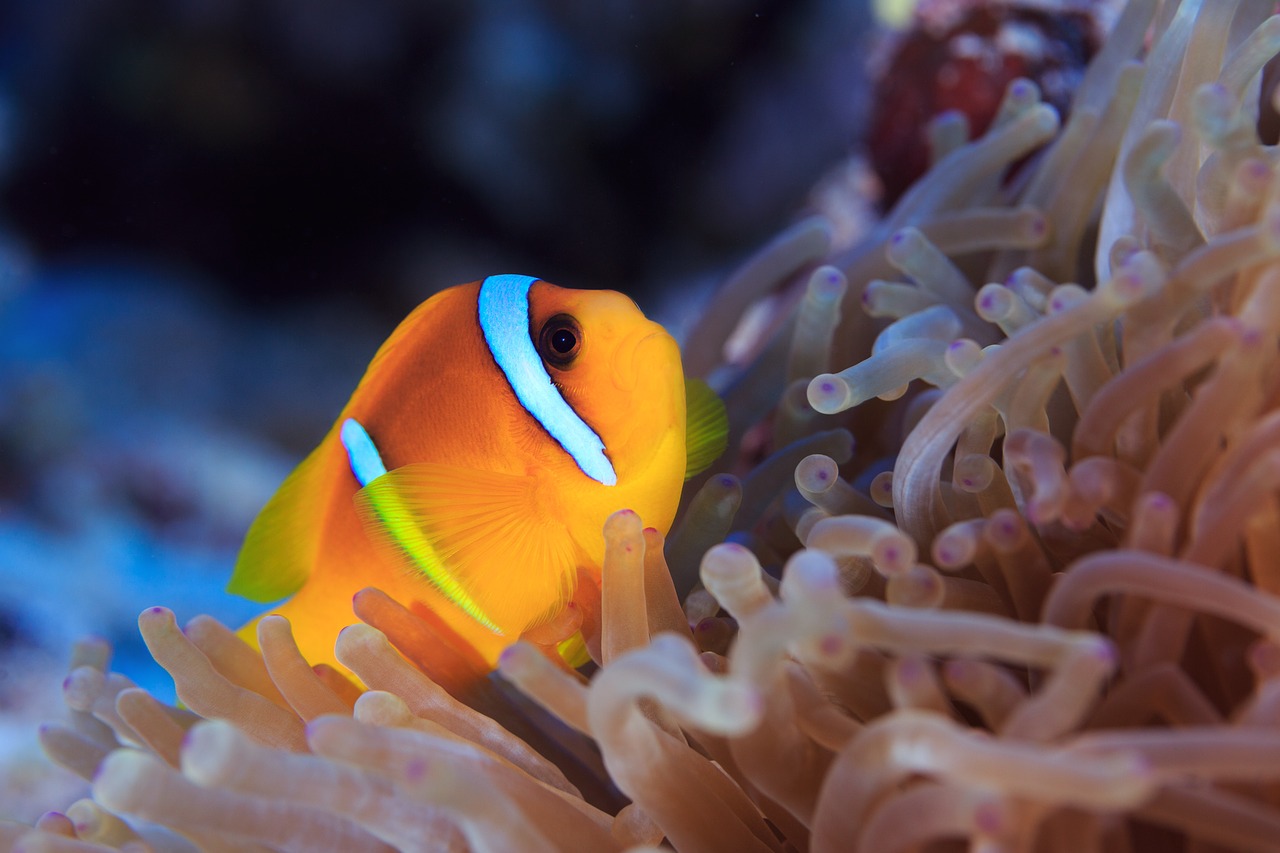 clown fish nemo water free photo