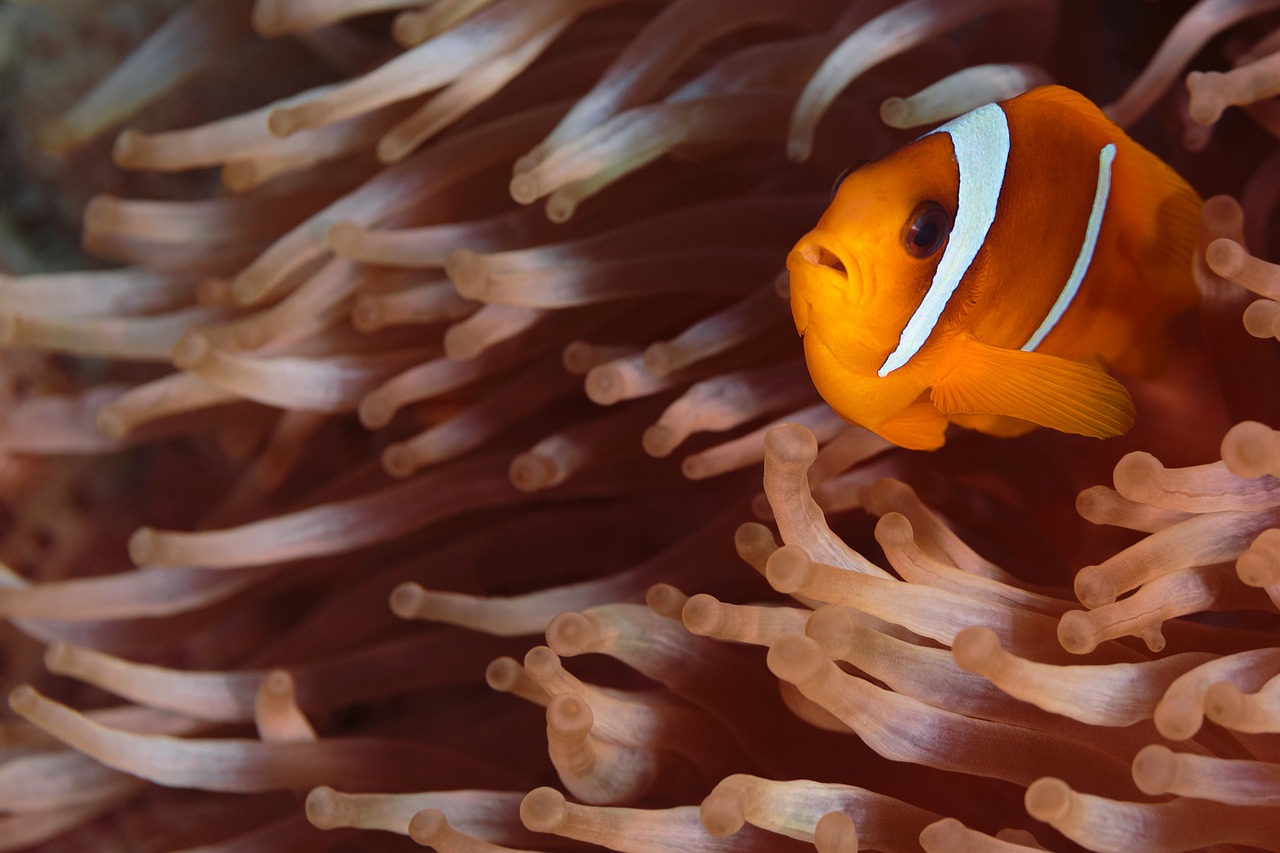 clown fish nemo underwater free photo