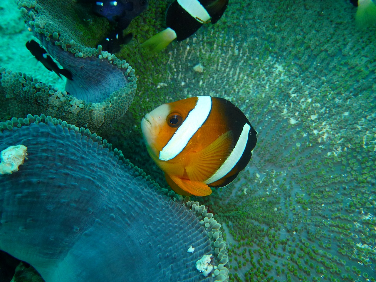 clown fish clown anemone free photo