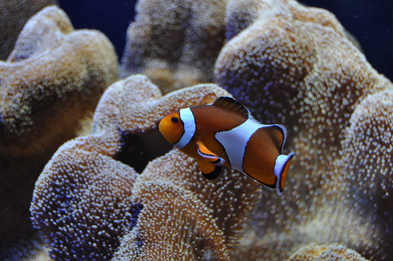 clown fish nemo underwater world free photo