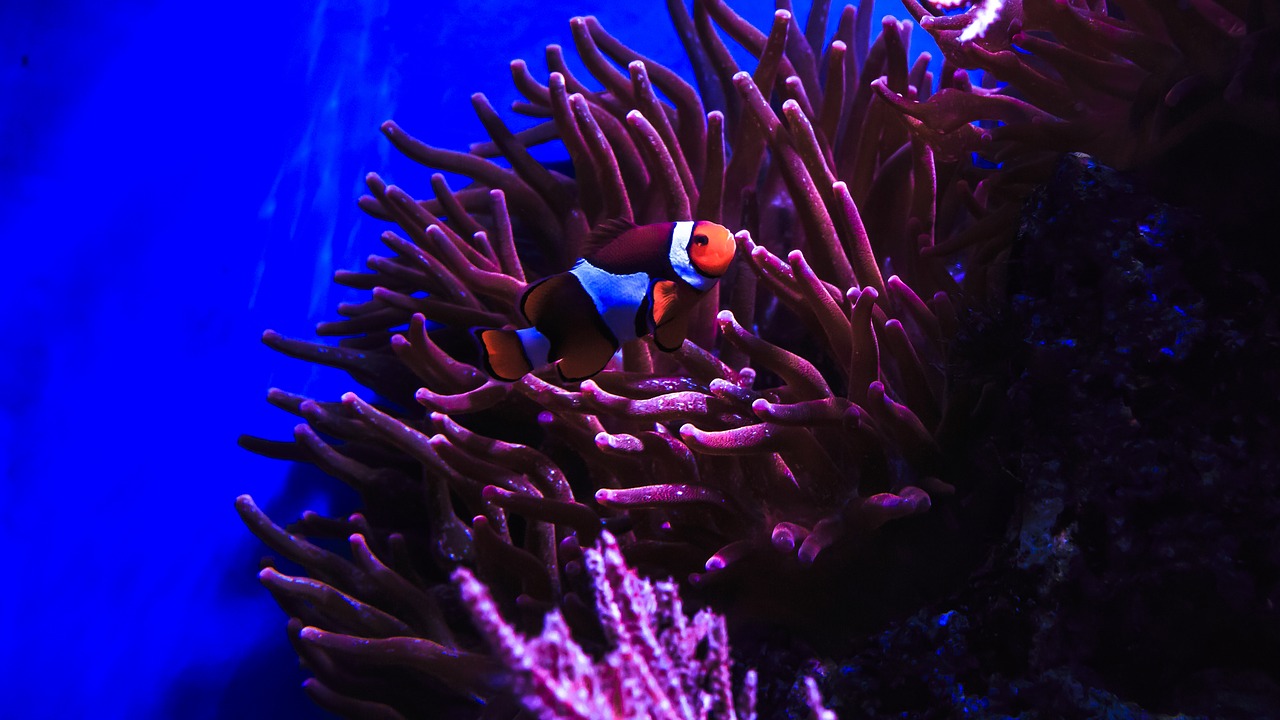 clown fish nemo anemone fish free photo