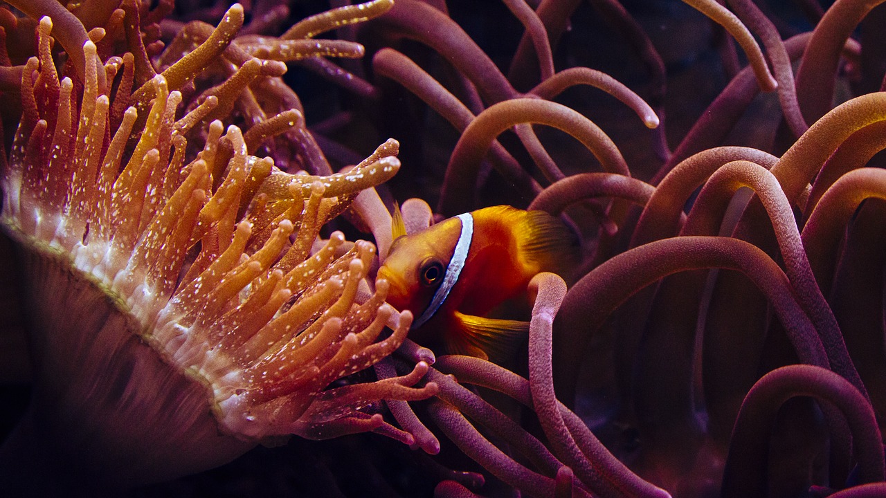 clown fish anemone fish the sea water aquarium free photo