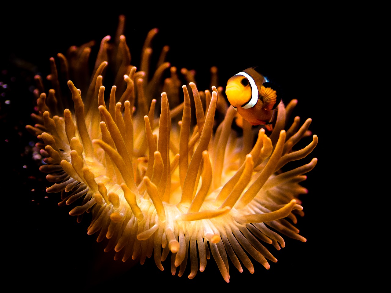 clown fish underwater background free photo