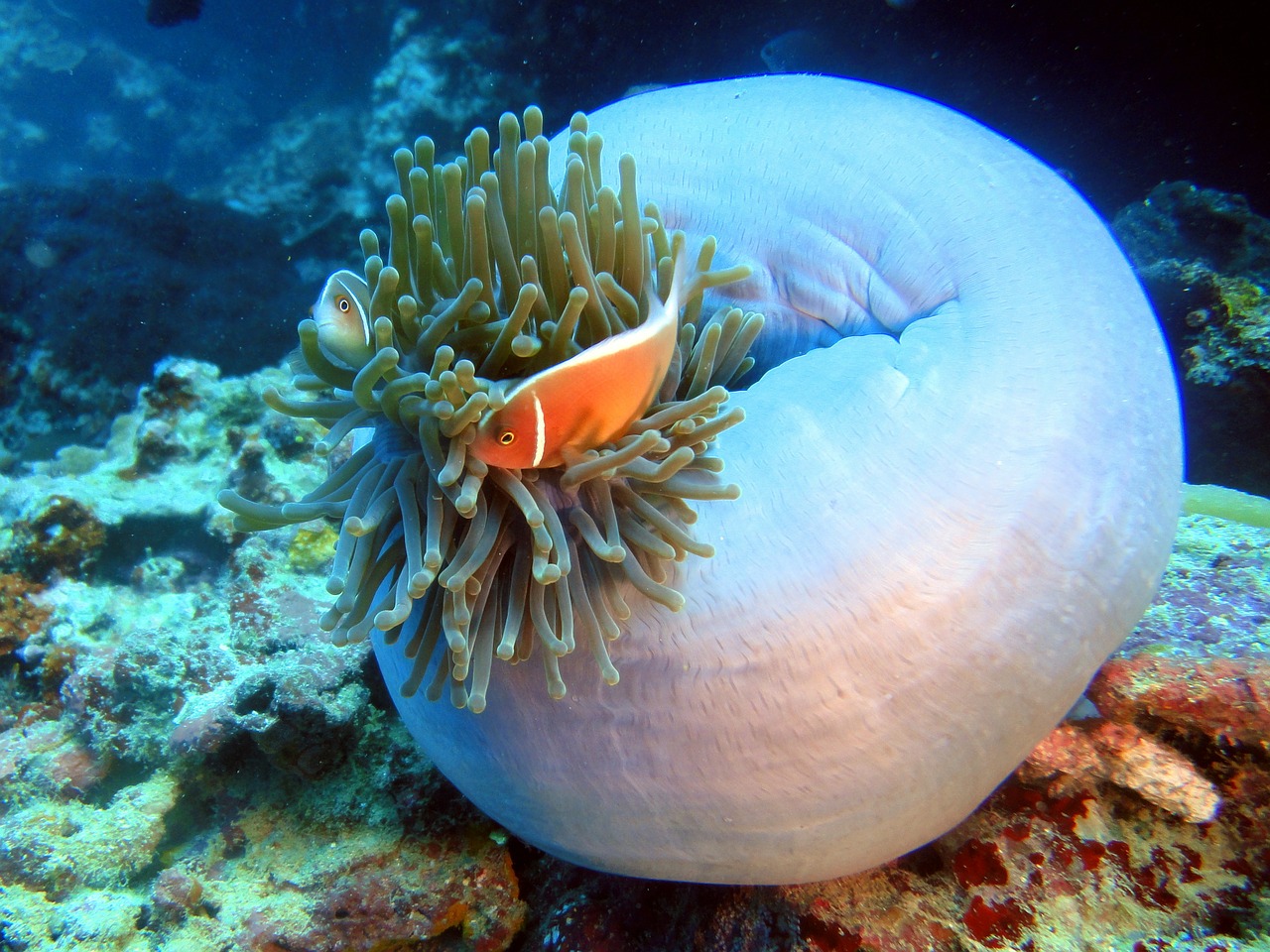 clown fish underwater marine free photo