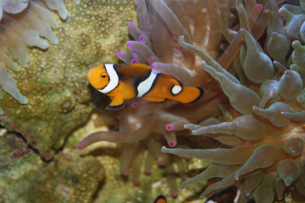 clown fish nemo underwater free photo