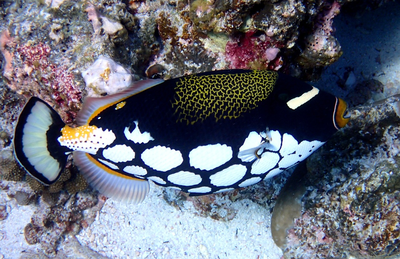 clown triggerfish fish animal free photo