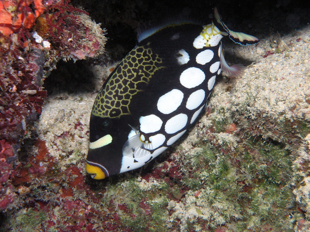 clown triggerfish tropical reef free photo