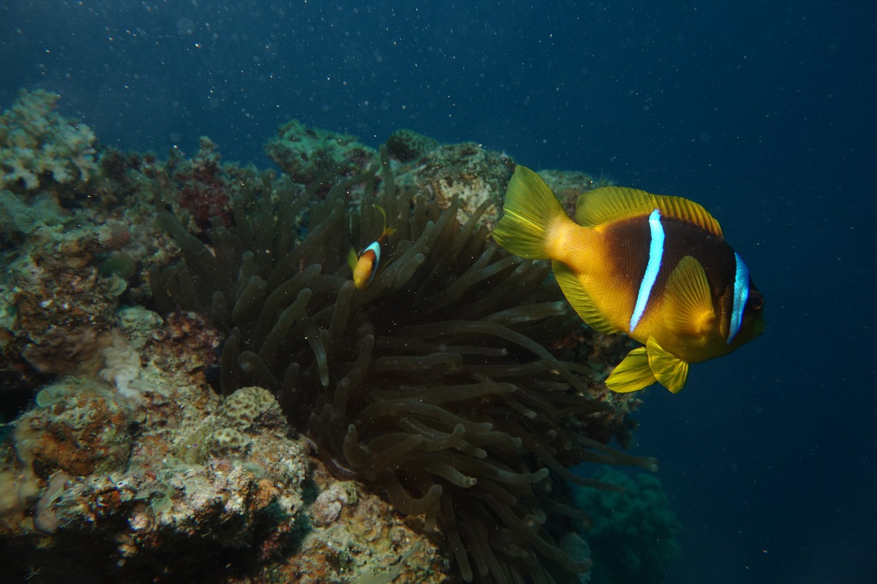clownfish red sea anemona free photo
