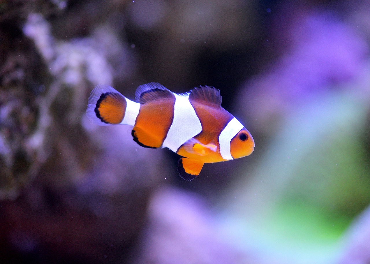 clownfish sea aquarium free photo