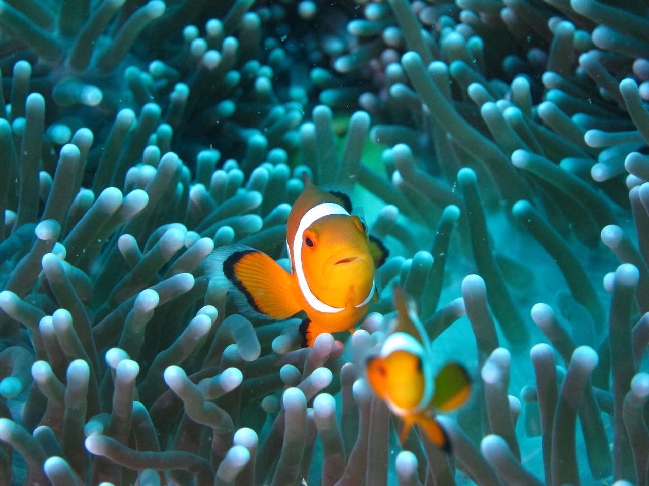 clownfish diving anemone free photo