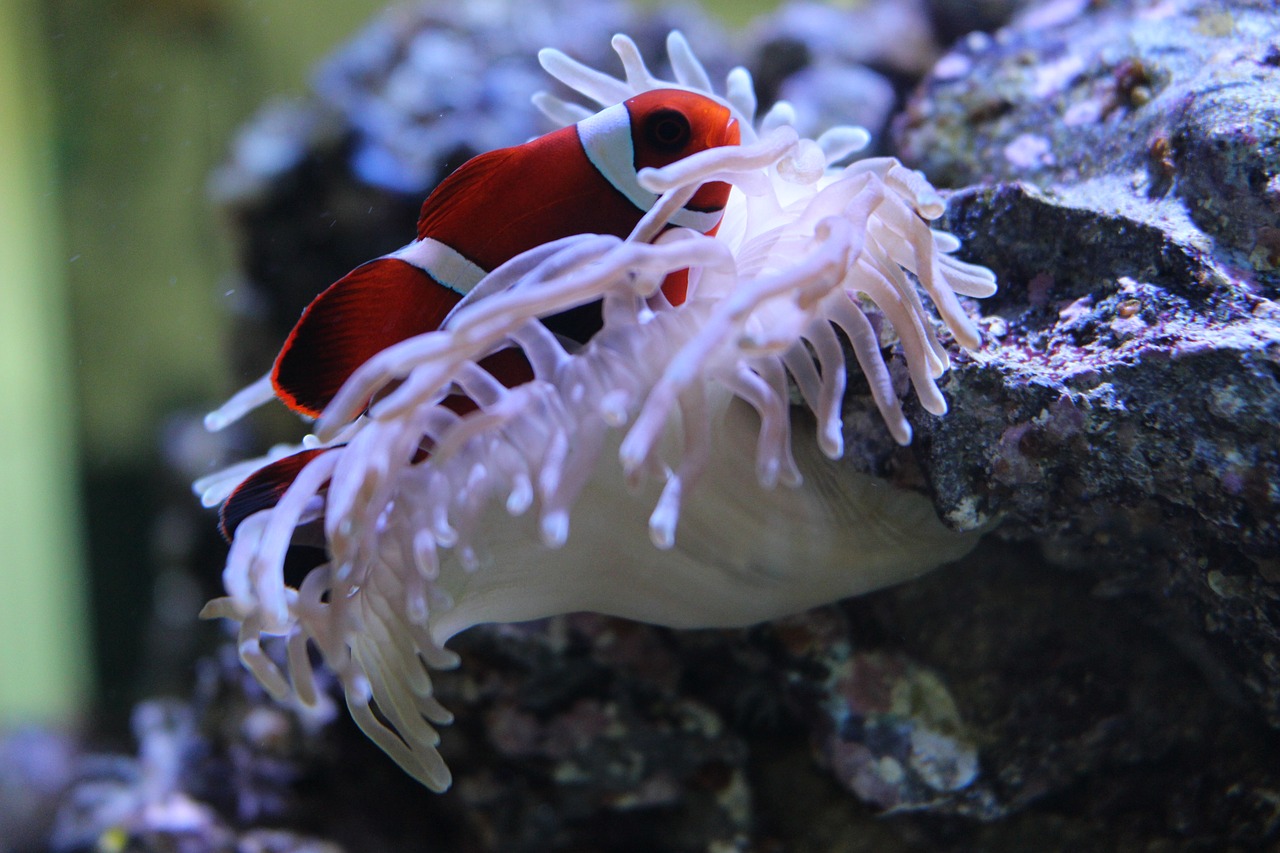 clownfish anemone aquarium free photo
