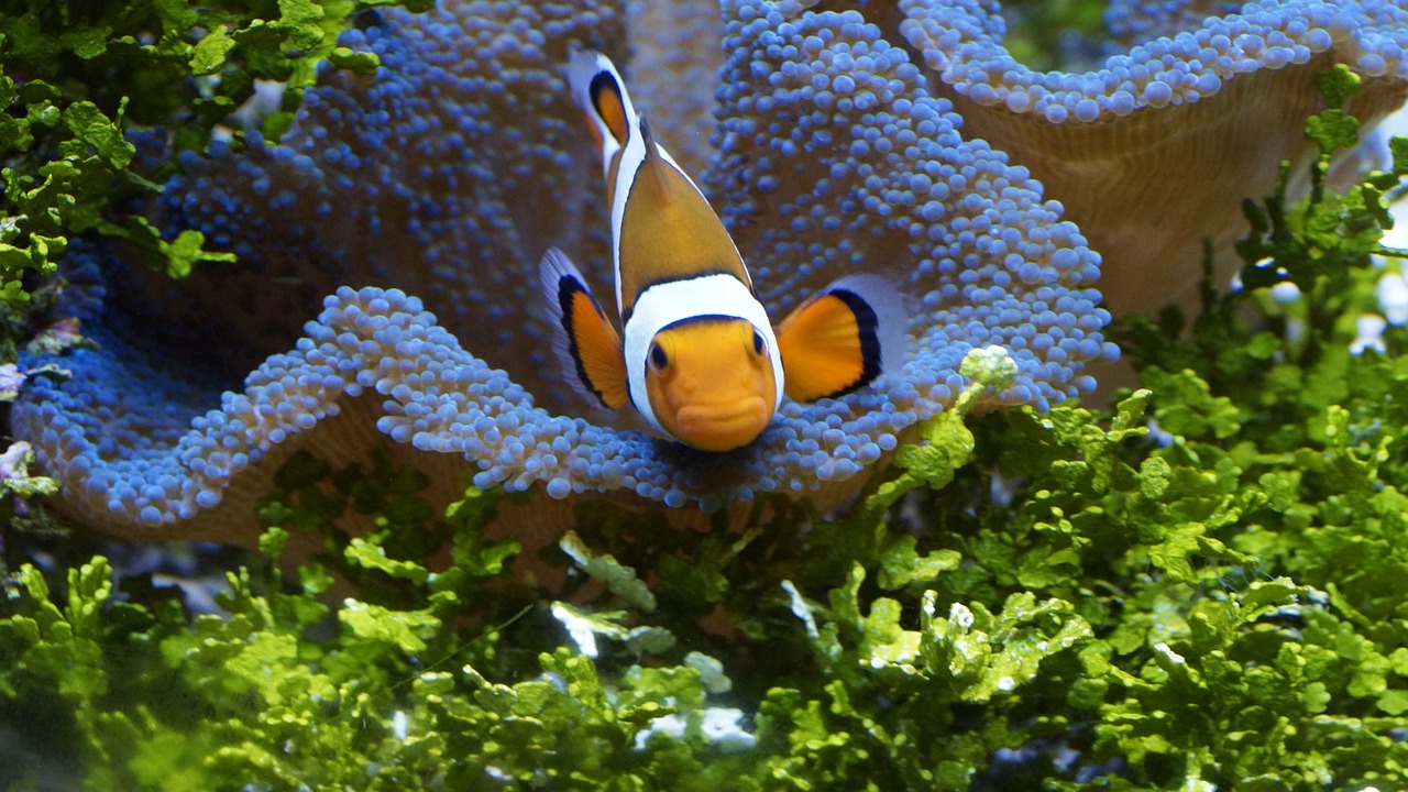 clownfish anemonefish fish free photo