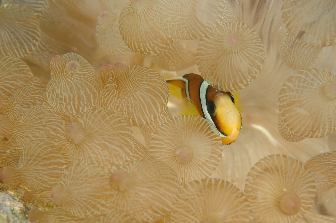 clownfish fish underwater life free photo