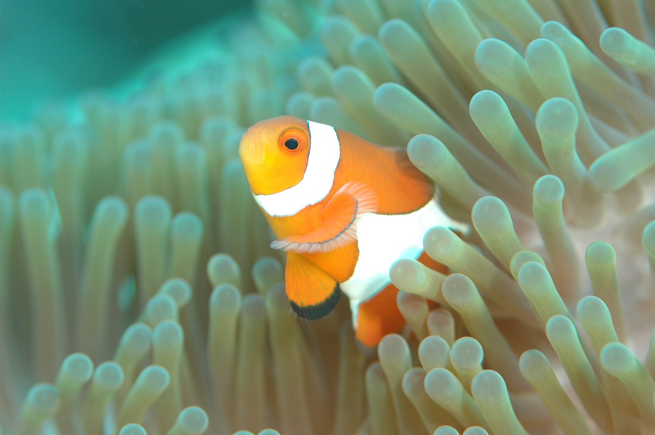 clownfish fish underwater life free photo