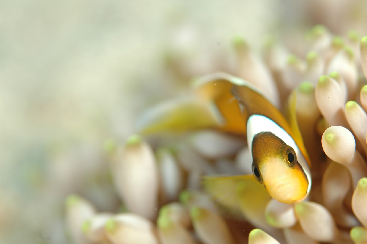 clownfish underwater life sea free photo