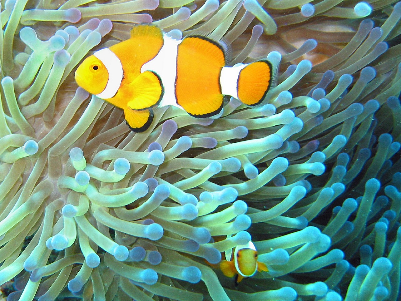 clownfish anemonefish tropical free photo