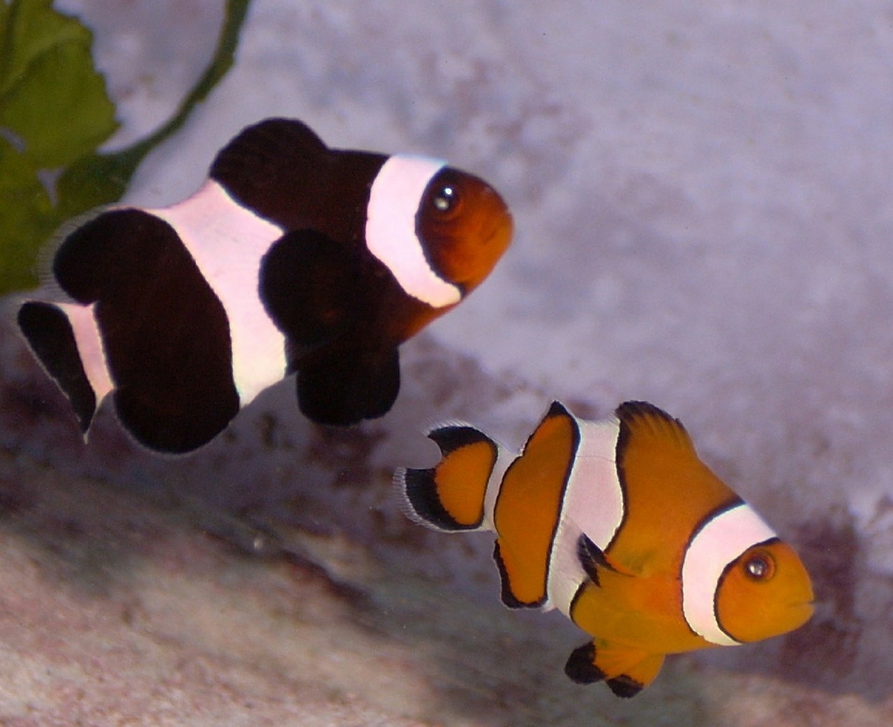 clownfish anemonefish black free photo
