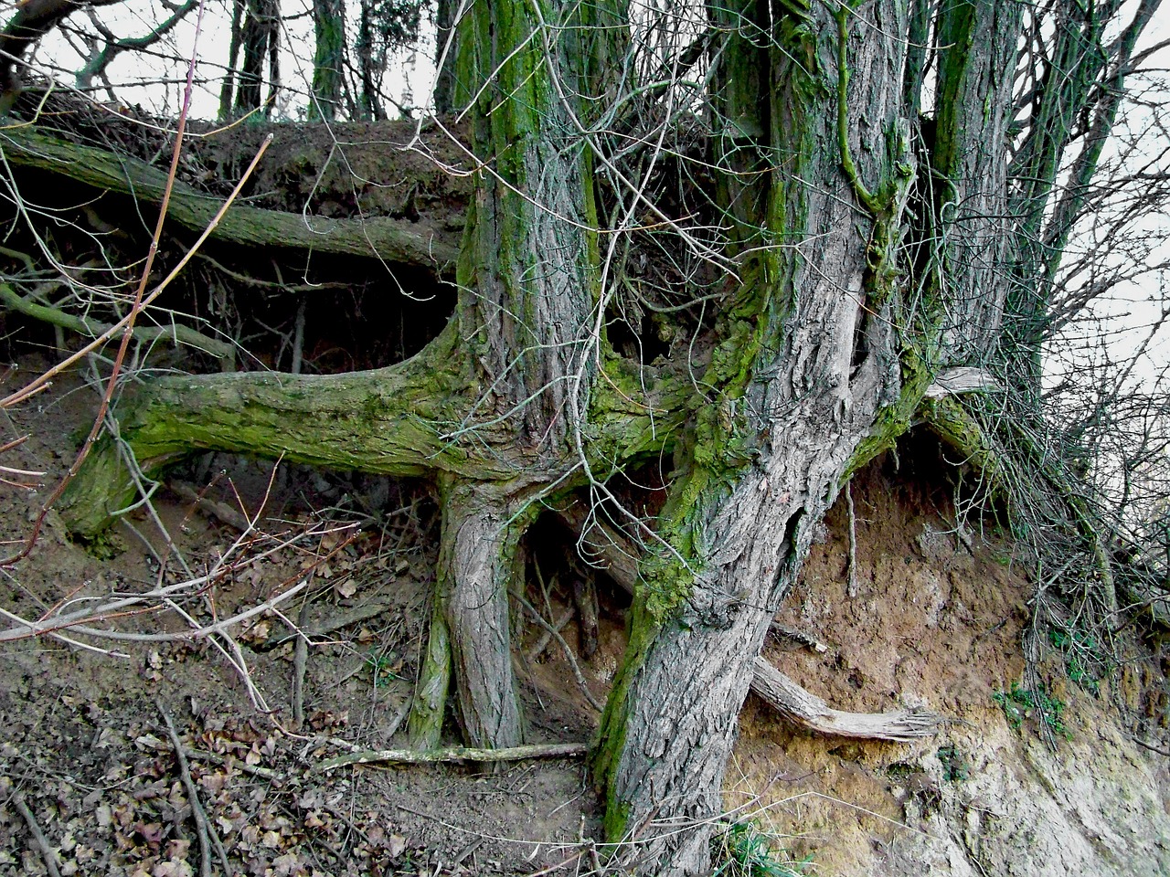 clump roots nature free photo