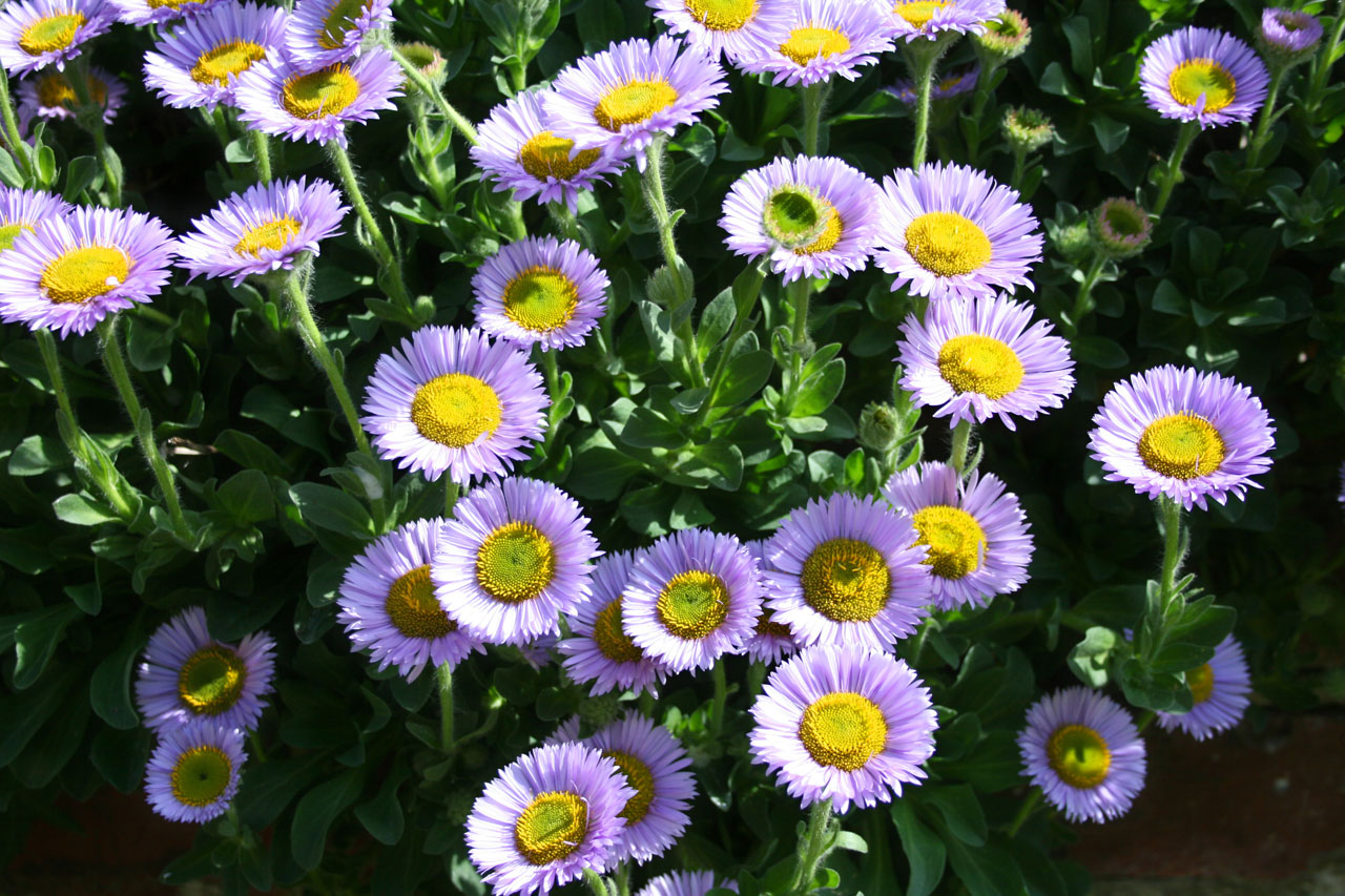 flower purple attractive free photo