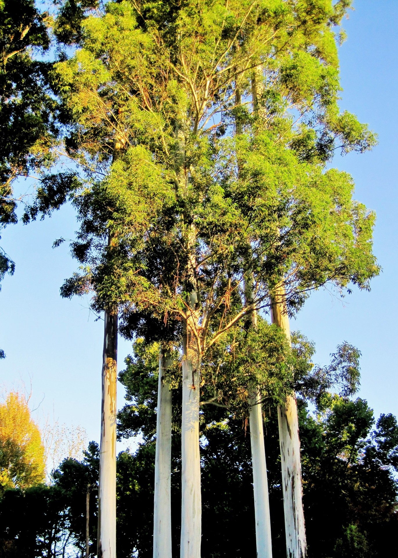 trees eucalyptus tall free photo