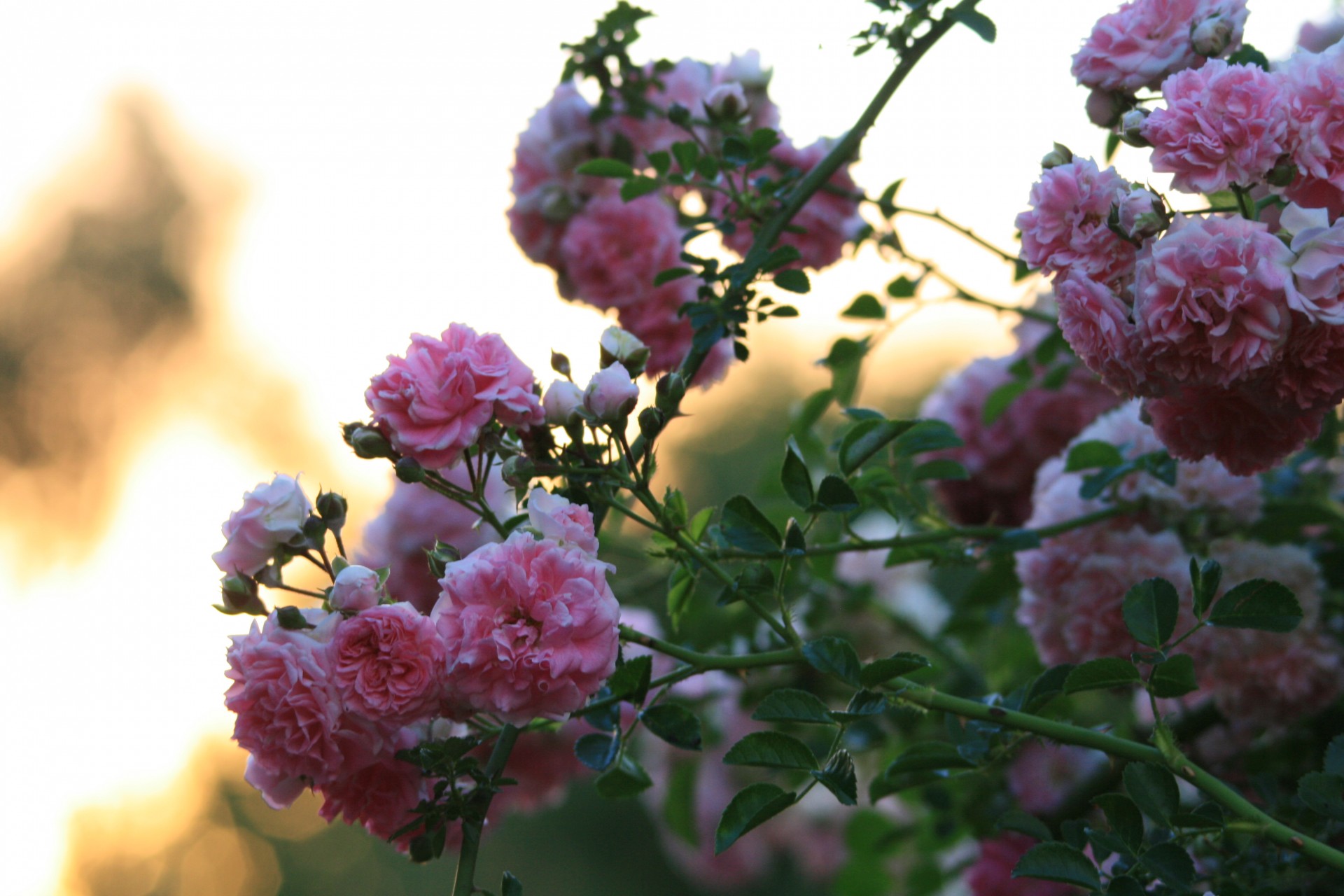 flowers roses pink free photo