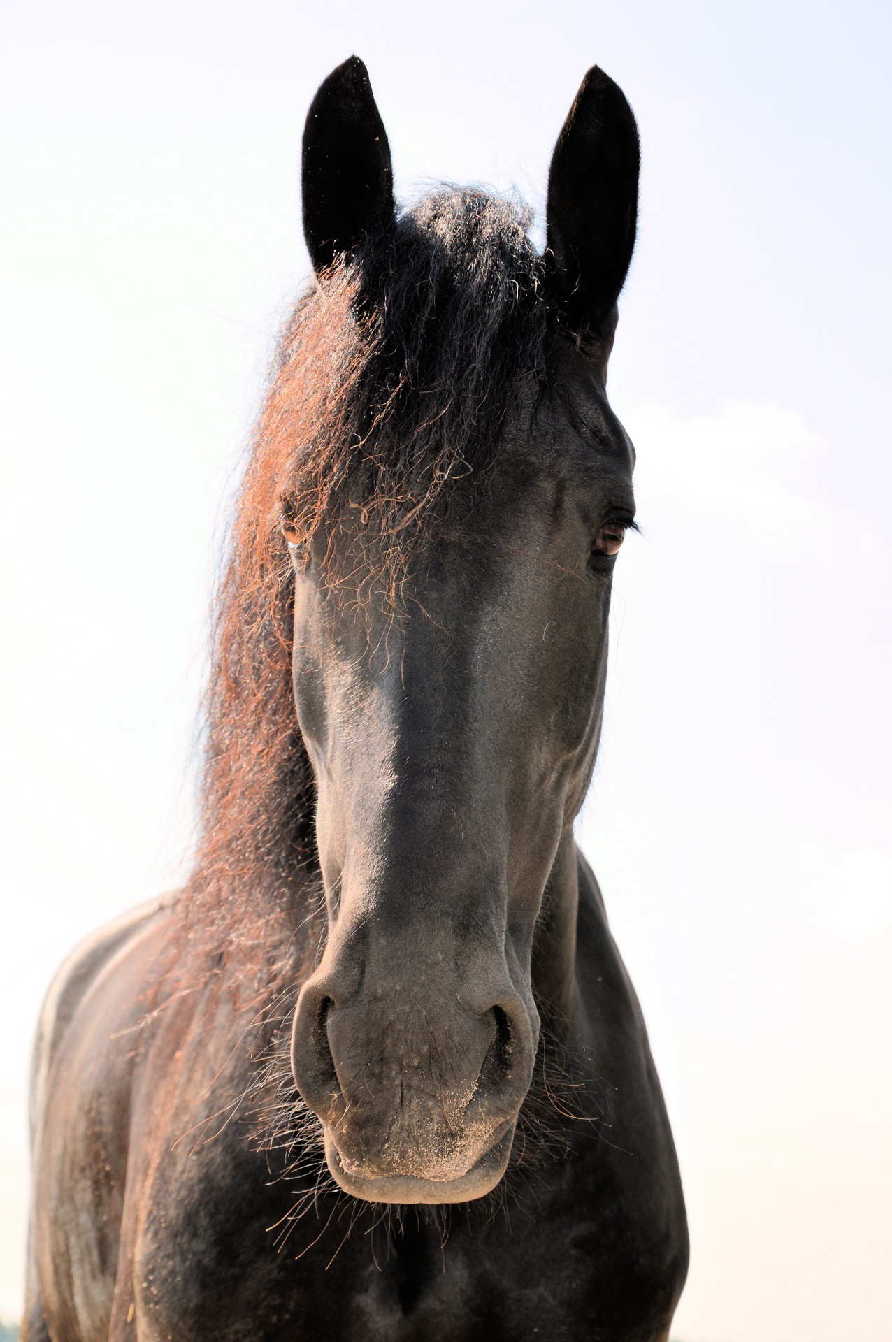 portrait close up equestrian free photo