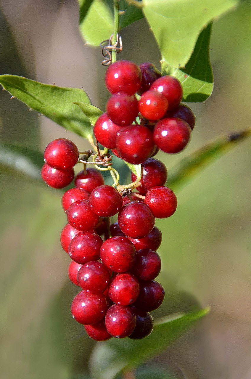 cluster red berries free photo