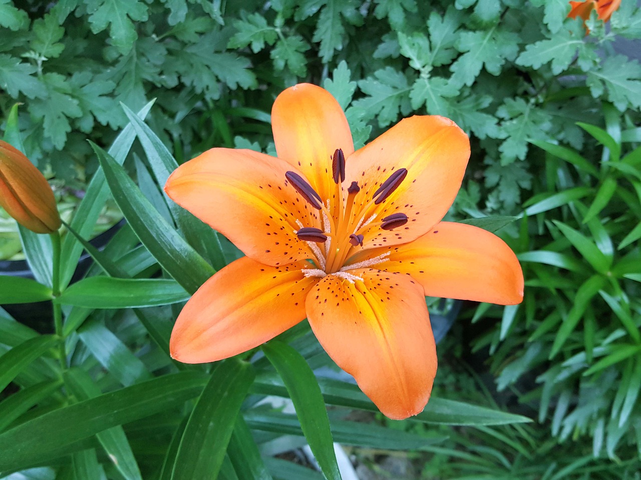 cluster lily the orange one free photo