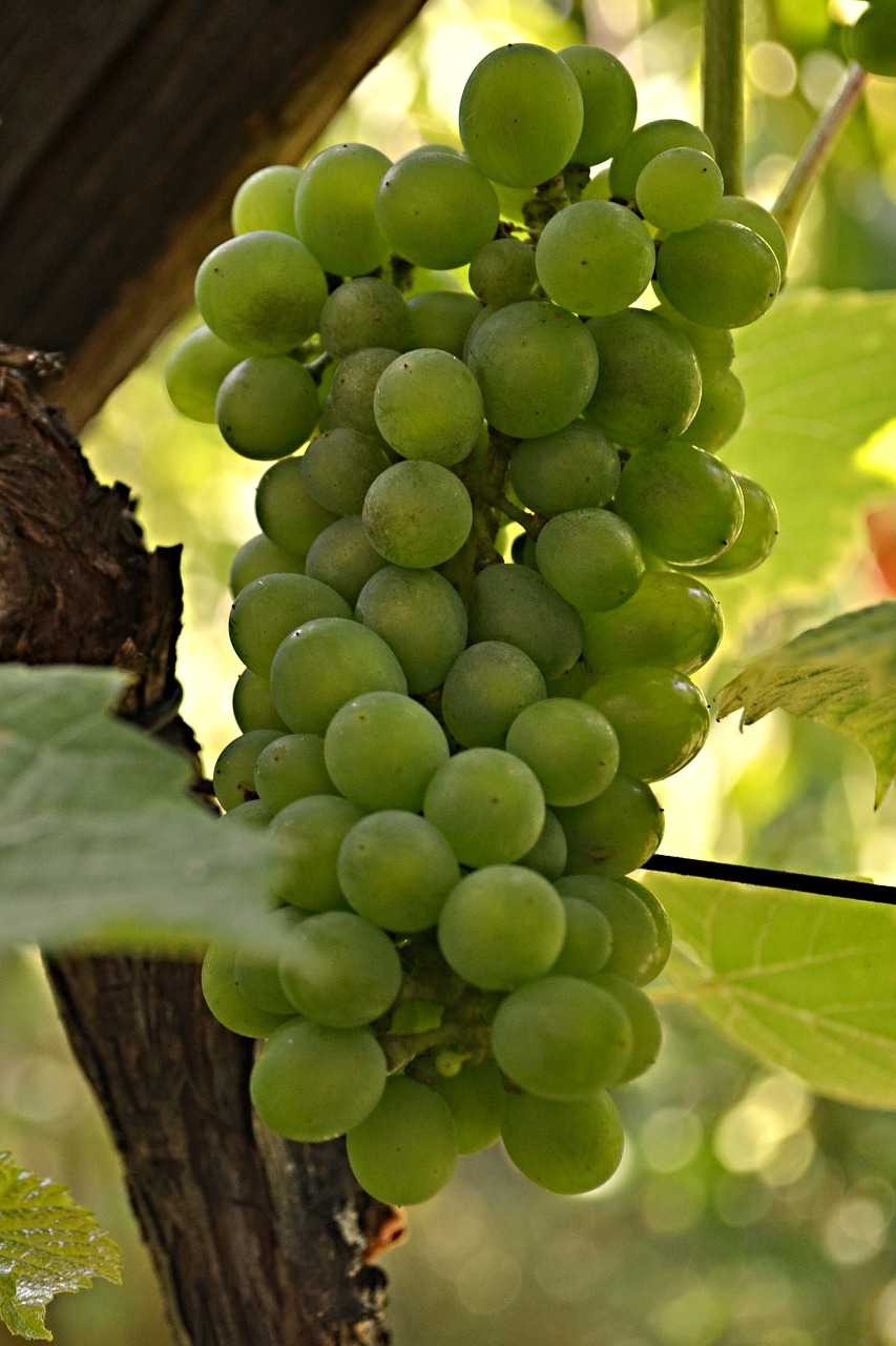 cluster  wine  grapes free photo