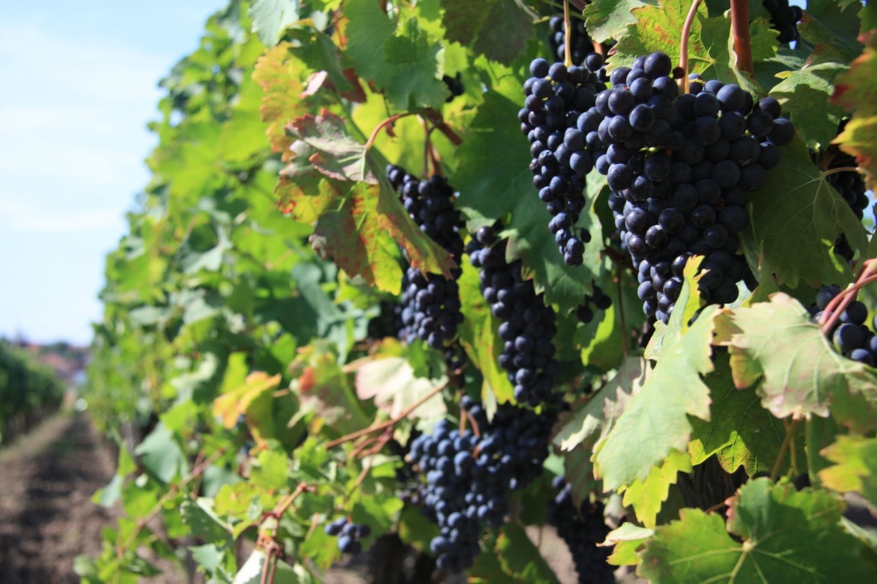 cluster wine grapevine free photo