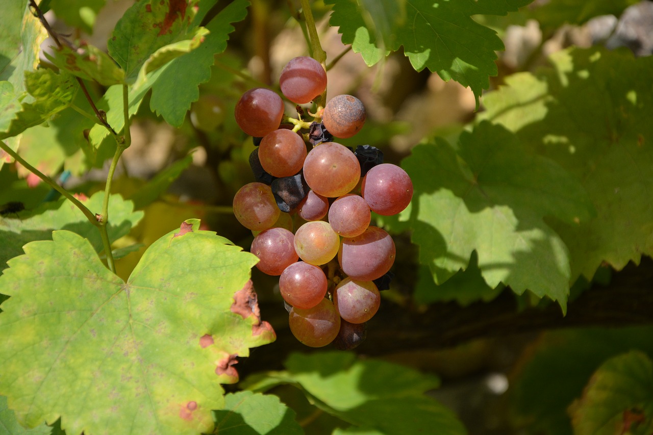 cluster grape grapes vines free photo